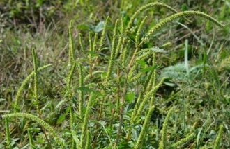 Palmer amaranth grows in a field.