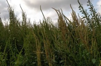 A field full of palmer amaranth.