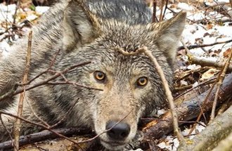 A wolf lays down in the forest.