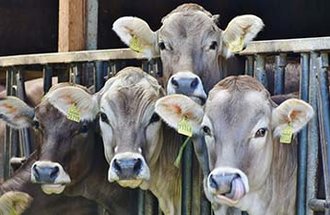 Cows peeking out of a pen.