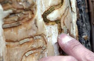 Emeral ash borer markings. Photo credit: Mike Groll, AP Photo.