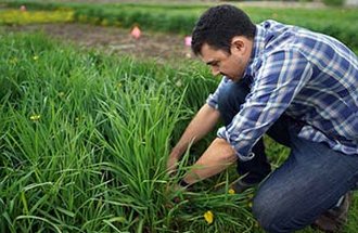 Agronomy and Plant Genetics Professor Jacob Jungers inspect Kernza plant. Photo credit: Brian Peterson, Star Tribune.