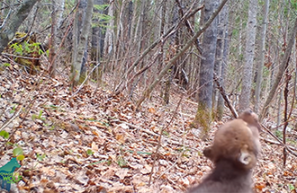 Wolf pup howling.