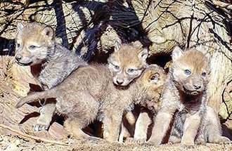 Wolf pups cozied together.