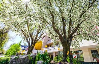 Trees bloom with white flowers on a city street.