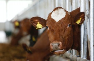 Norwegian red cows.