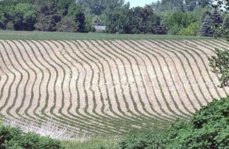 Dried up crops during a drought season.