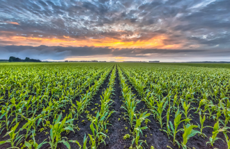 Crops growing in a field.