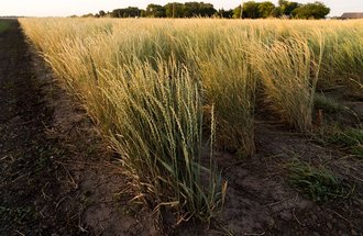 Kernza grain plants.