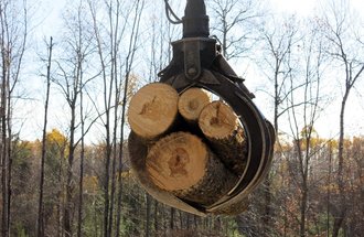 Trees being logged in northern Minnesota. Photo credit: John Enger, MPR News.