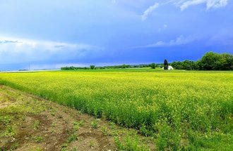 Field of camelina.