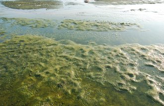 Green algae on a pond.