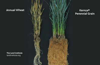 Kernza perennial grain next to annual wheat.