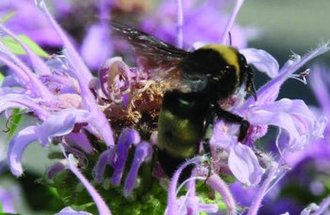 Bumblebee on a flower.