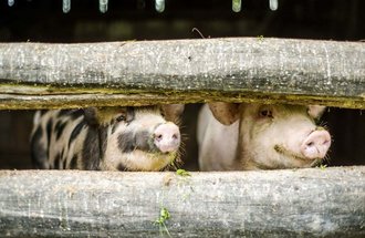 Two pigs with their noses poking out of their pen.