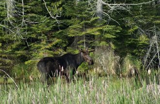 A moose in the woods.