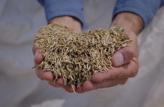 Hands holding Kernza grain.