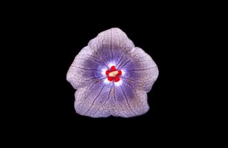 Backlit Nesocodon mauritianus. Credit: Rahul Roy and Clay Carter.