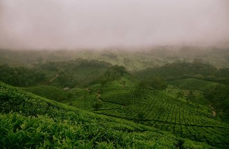 Fields growing in India.