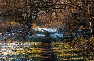 Lightly snow-covered forest path.