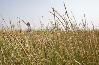 Jungers Lab out in Rosemount harvesting Kernza.