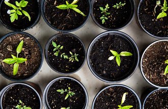 Tomato plants just beginning to grow in pots. 