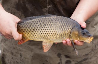 Up close of a common carp.