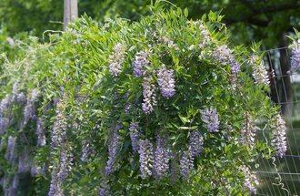 Wisteria.