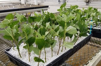 Elm cuttings.