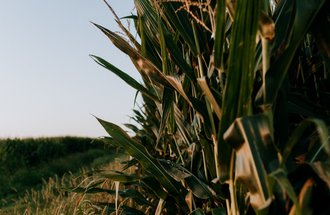 Cornfield.