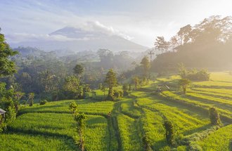 Indonesian mountainside agriculture.