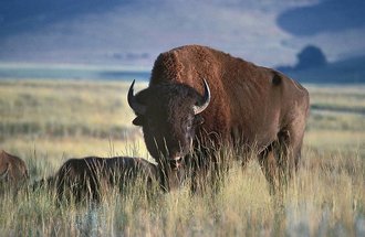 Bison.