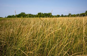 Field of Kernza grain.