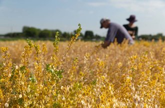 Pennycress plant in bloom with researchers in the background.