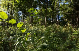 Buckthorn growing in the forest.