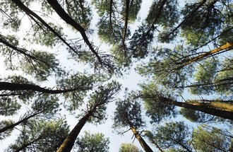 A look up at the sky through trees. 