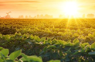 Soybean field on a sunny day.