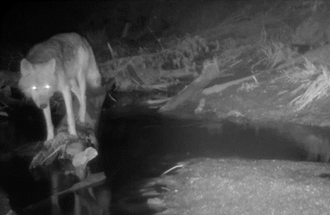 A wolf waiting on a log watching fish swim in the shallow creek below, May 2019, Northern Minnesota. 