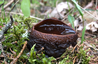 Witches cauldron mushroom