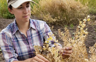 Plant breeder Kayla Altendorf assesses a plant of pennycress, a novel winter oilseed cover crop.