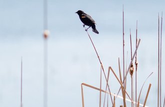 Red winged blackbird