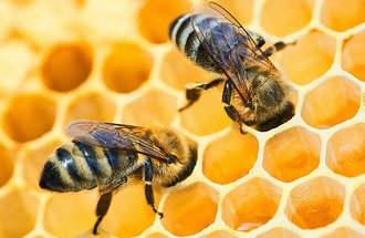 Close up of two honey bees. 