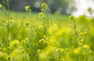 Close up of camelina.